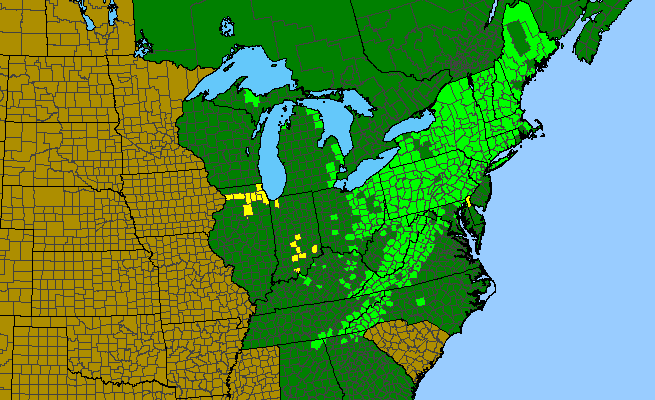 The range of Rubus odoratus